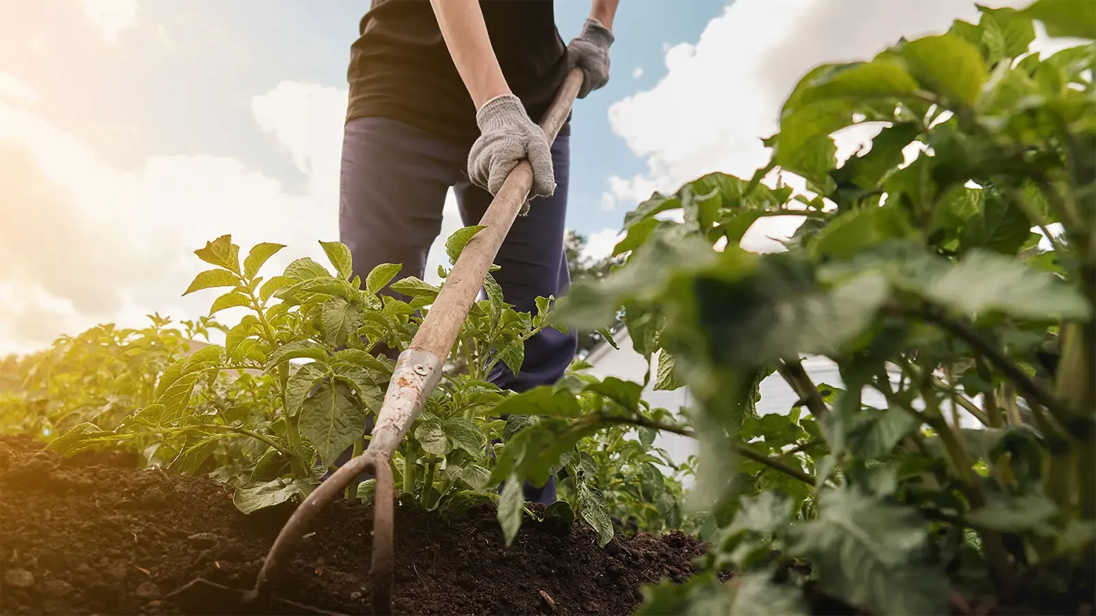 a person gardening/farming