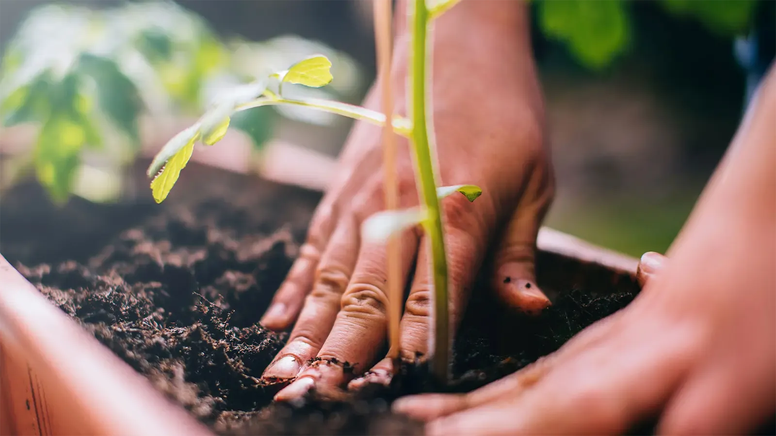 a person planting a sprout
