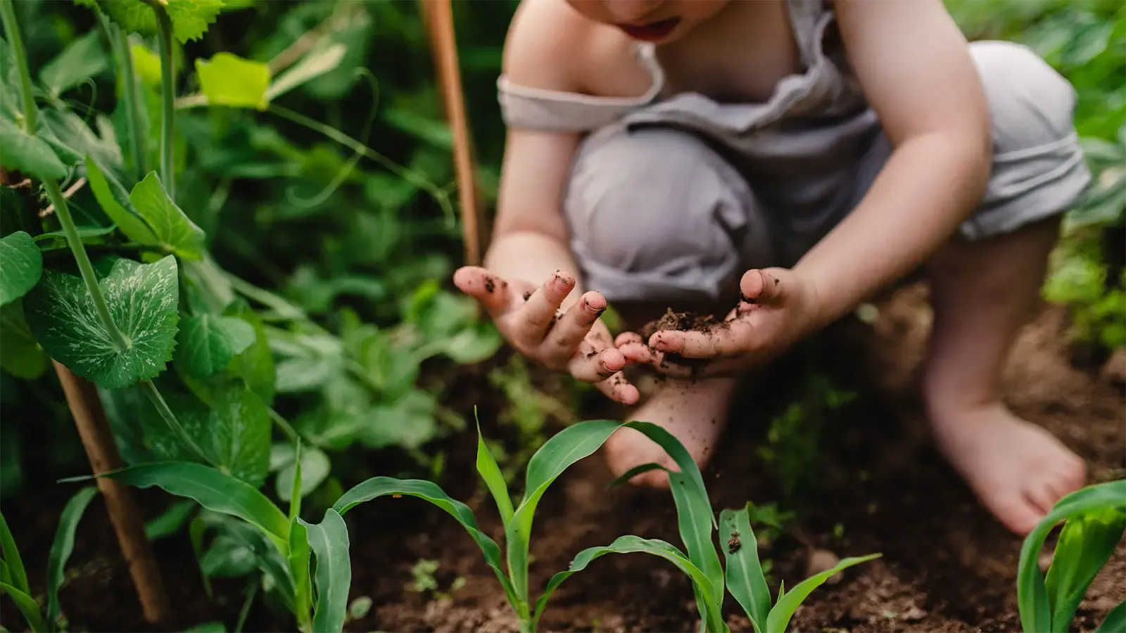 a child in the garden with soil in their hands