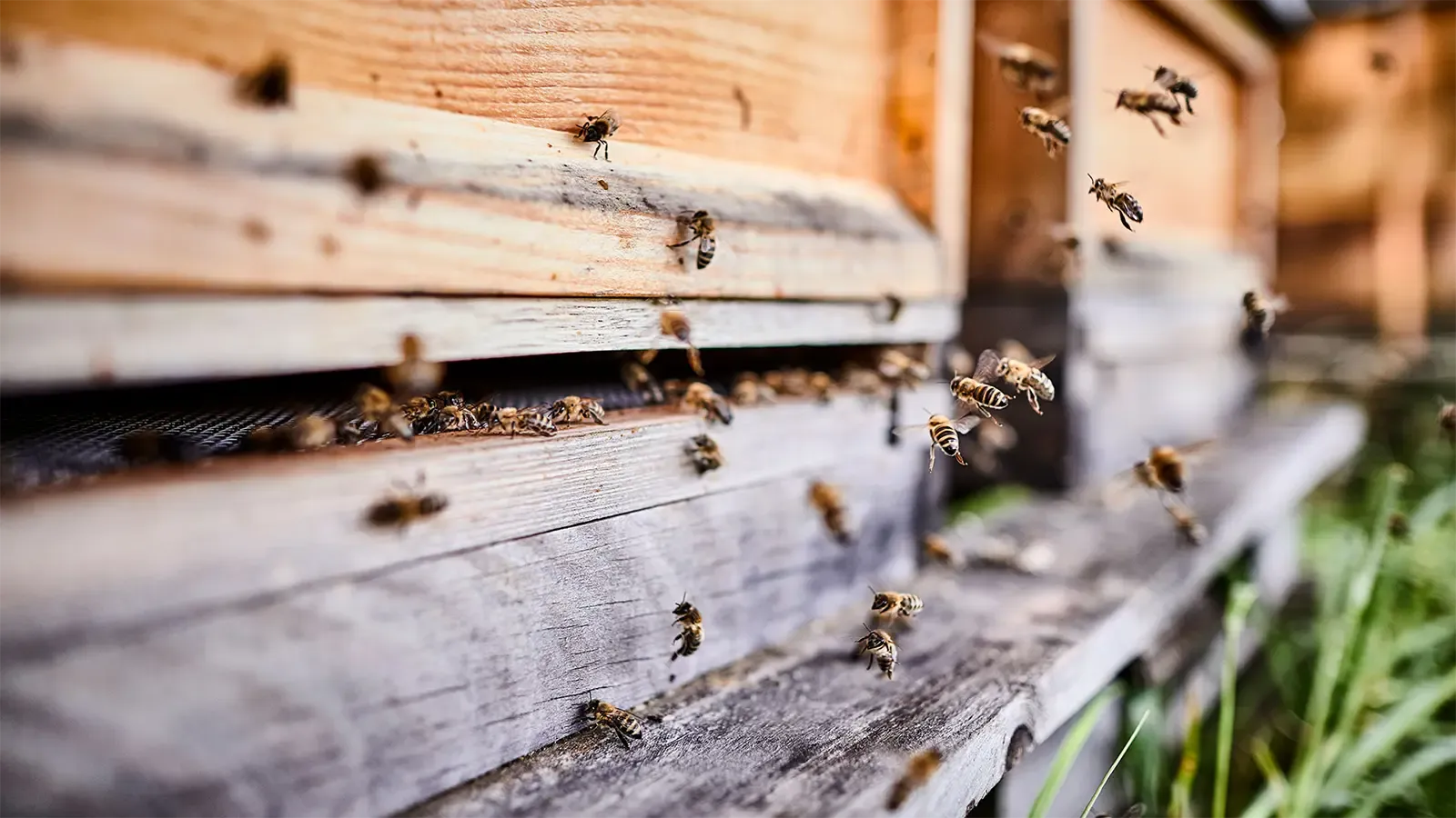 bees flying outside of a bee box