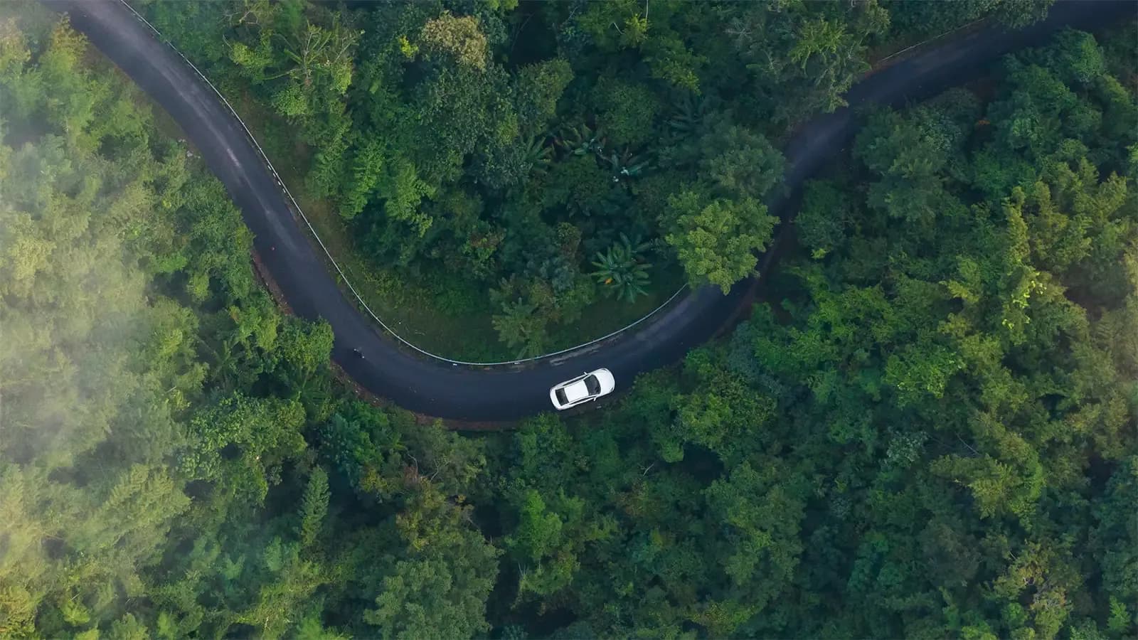 aerial short of car driving through a dense green forest