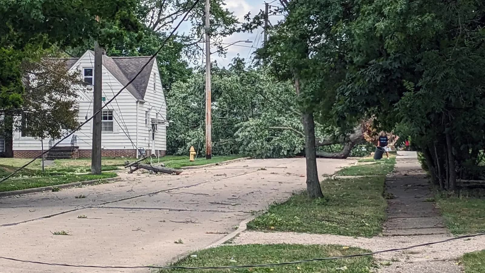 street with trees down