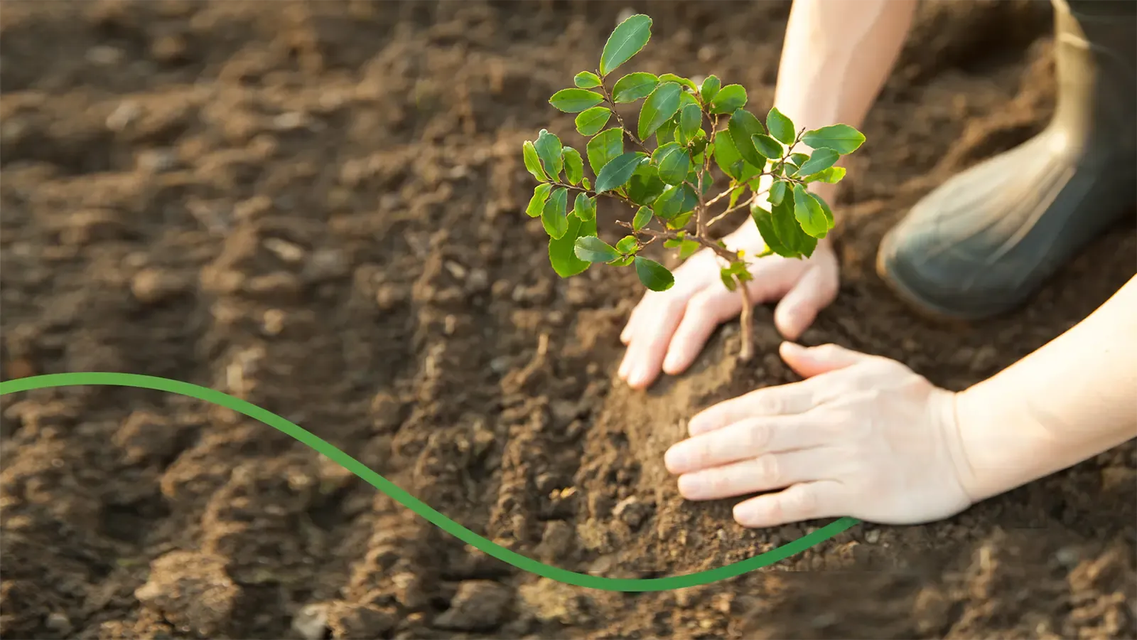 planting tree in dirt
