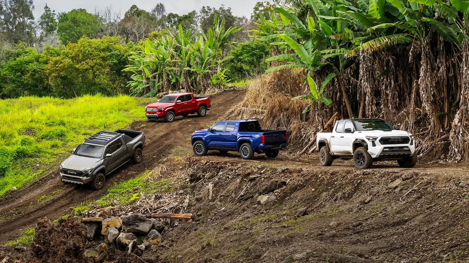The 2025 Toyota Tacoma line-up